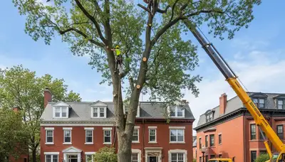 Professional arborists performing safe tree removal with crane and chainsaw in Boston, MA