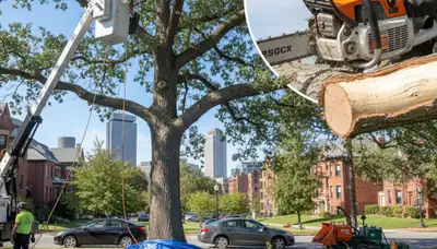 Arborist removing deadwood from mature tree using safety gear and tools in Boston, MA
