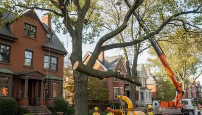 Arborists performing safe tree removal with professional equipment in Boston, MA