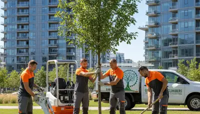 Arborists planting new trees in Boston MA backyard for Chop Chop Tree landscaping service