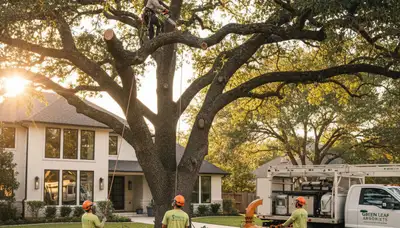 Arborist pruning tree branches in residential yard, professional tree pruning Boston MA