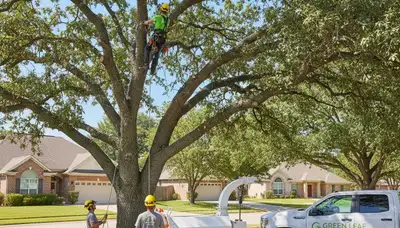 Arborist pruning large oak tree in Boston, MA for Chop Chop Tree professional tree trimming service