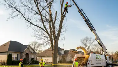 Professional tree removal service by certified arborists in Boston, MA safely cutting large oak tree