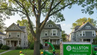Professional tree removal service in Boston MA by certified arborists at Tree Services in Boston