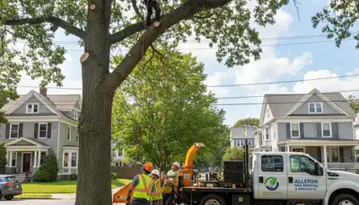 Professional tree removal service in Boston MA by certified arborists