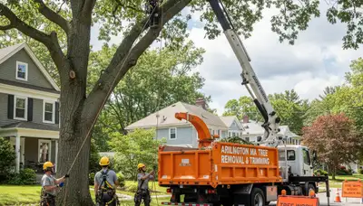 Professional tree removal service crew working in Boston MA yard