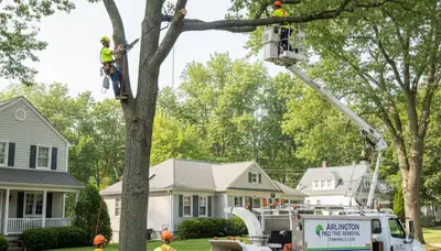 Professional tree removal service in Boston MA safely cutting and clearing large trees