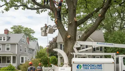 Professional tree removal service in Boston MA by certified arborists