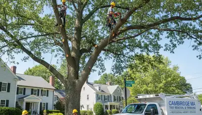 Professional tree removal service in Boston MA by certified arborists at treeservicesinboston.com