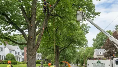 Professional tree removal service in Boston MA by certified arborists