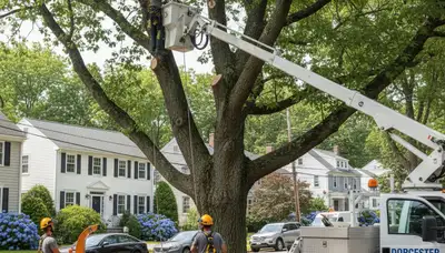 Professional tree removal service in Boston MA by certified arborists