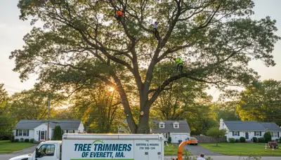 Professional tree removal service crew working safely in Boston, MA