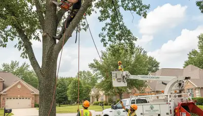 Professional tree trimming service in Boston, MA improving urban canopy health and yard safety