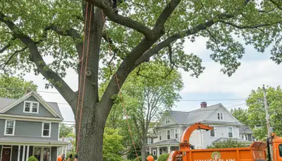 Professional tree removal service in Boston MA by certified arborists – safe tree cutting and cleanup