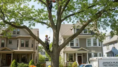 Professional tree removal service team working in Boston, MA yard