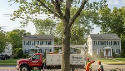 Professional tree removal service in Boston MA by certified arborists at treeservicesinboston.com