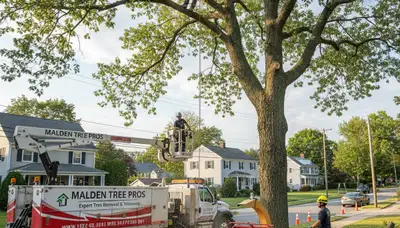 Professional tree removal service in Boston MA by certified arborists at treeservicesinboston.com
