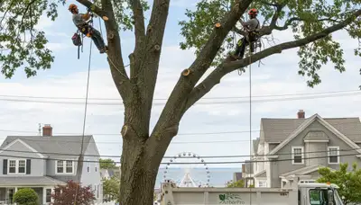 Professional tree removal service in Boston MA by certified arborists