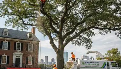 Professional tree removal service in Boston MA by certified arborists