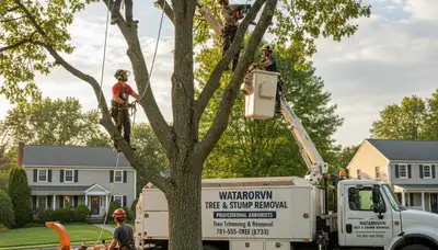 Professional tree removal service crew working in Boston, MA