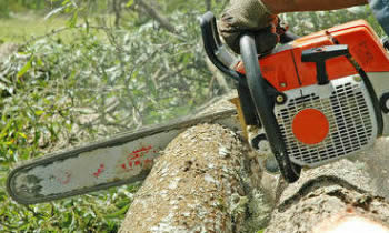 Tree Removal in Boston MA Tree Removal Quotes in Boston MA Tree Removal Estimates in Boston MA Tree Removal Services in Boston MA Tree Removal Professionals in Boston MA Tree Services in Boston MA