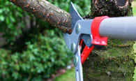 Tree Pruning Services in Boston MA