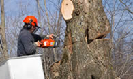 Tree Removal in Boston MA